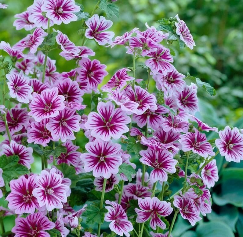 Превью изображения