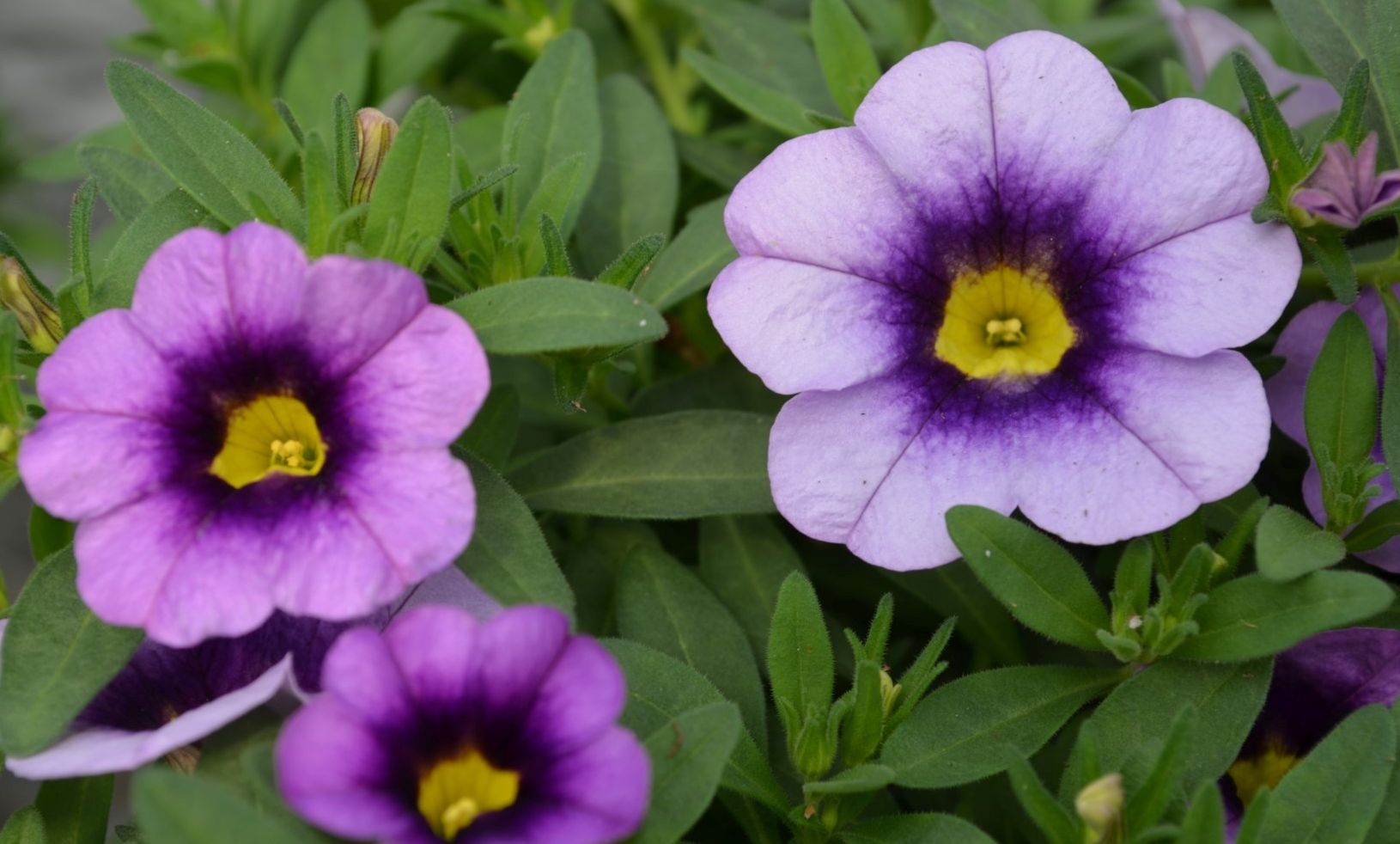 Превью изображения