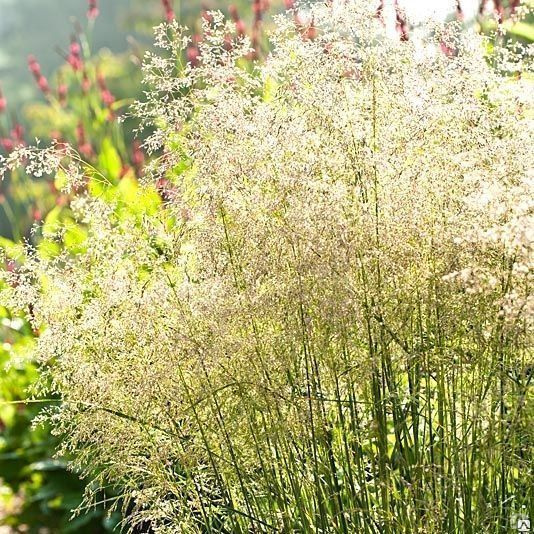 Превью изображения