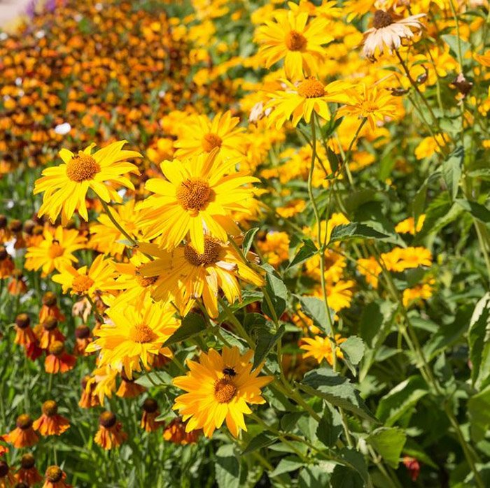 Превью изображения