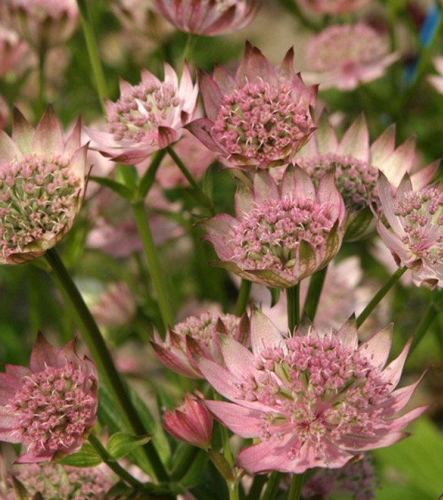 Превью изображения