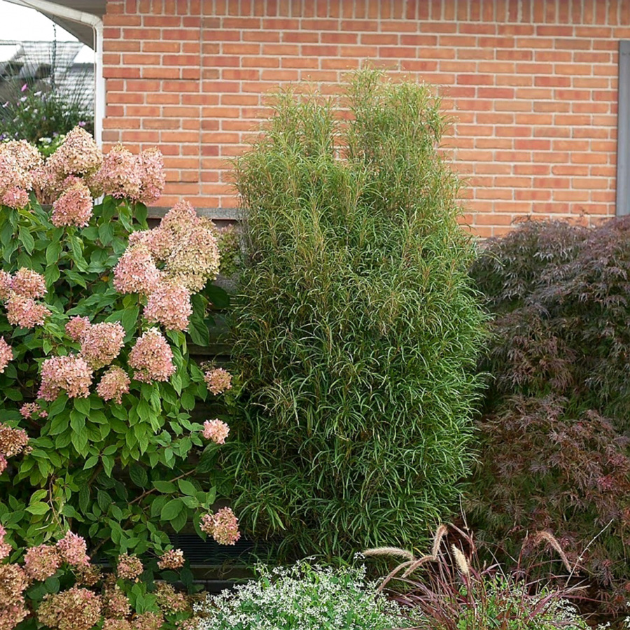 Превью изображения