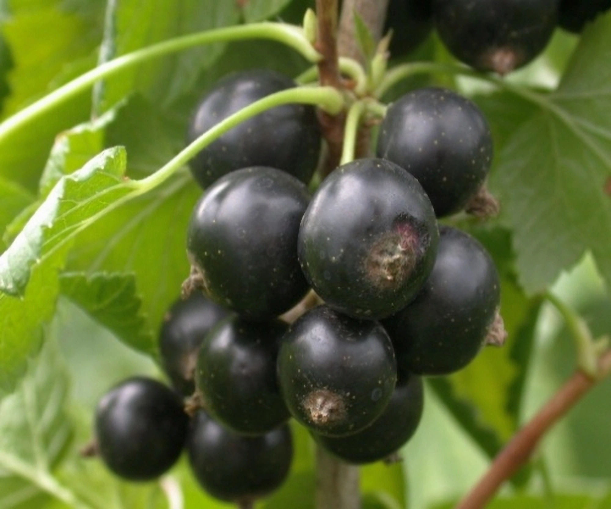 Превью изображения