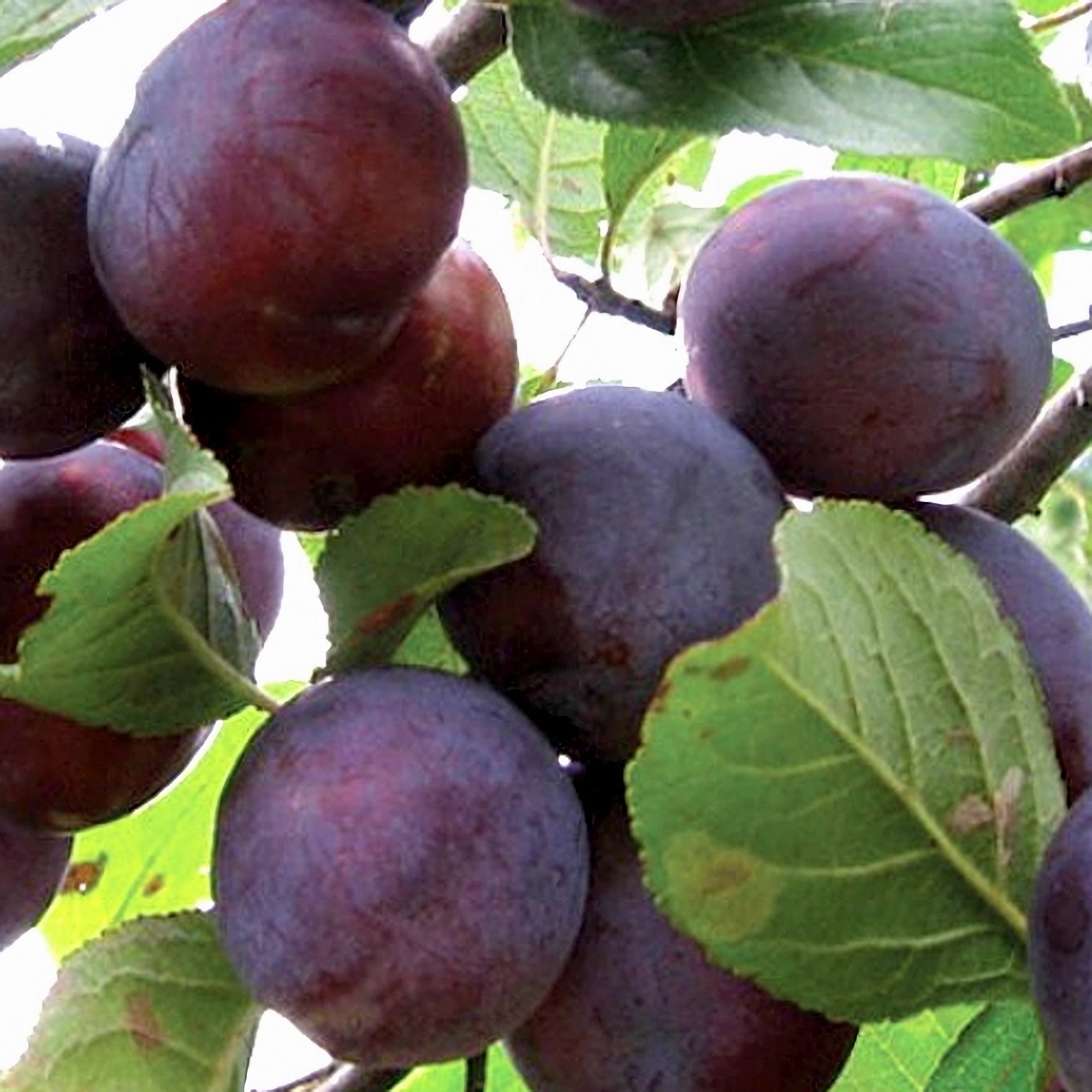 Превью изображения