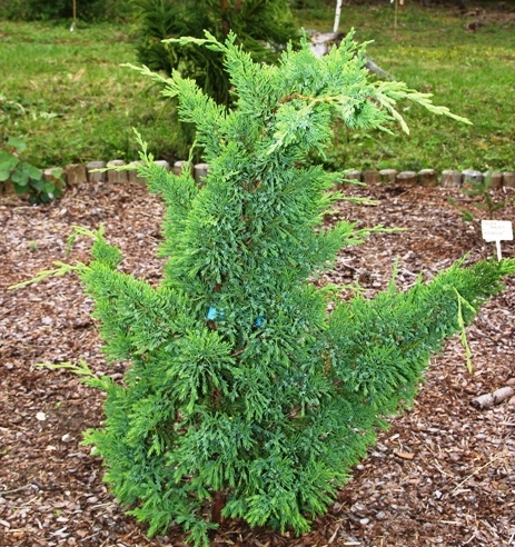 Превью изображения