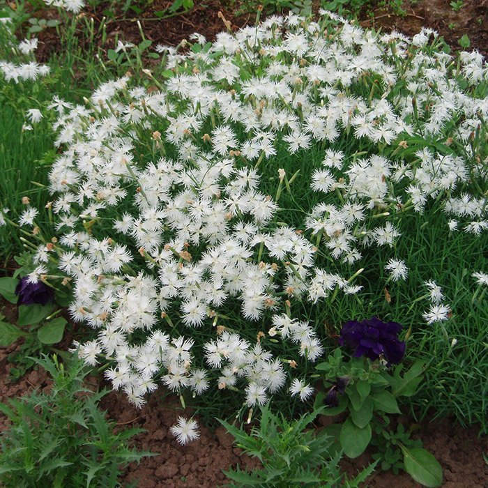 Превью изображения