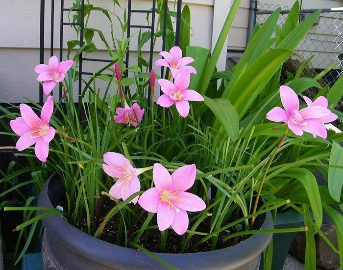 Превью изображения