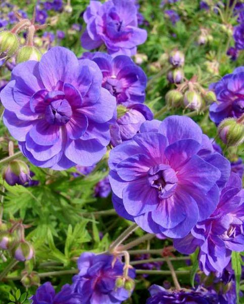 Превью изображения