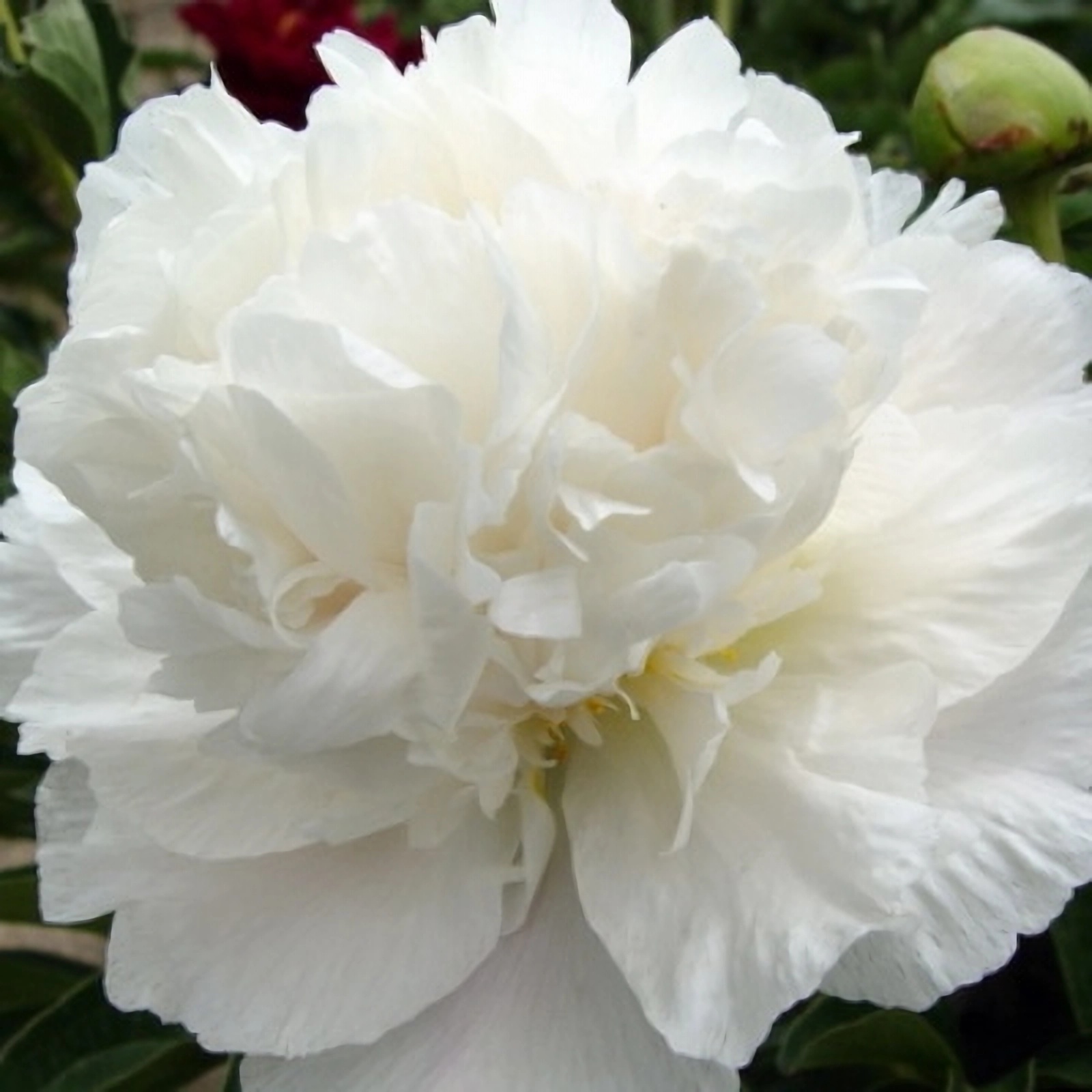 Превью изображения