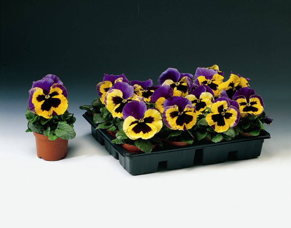 Превью изображения