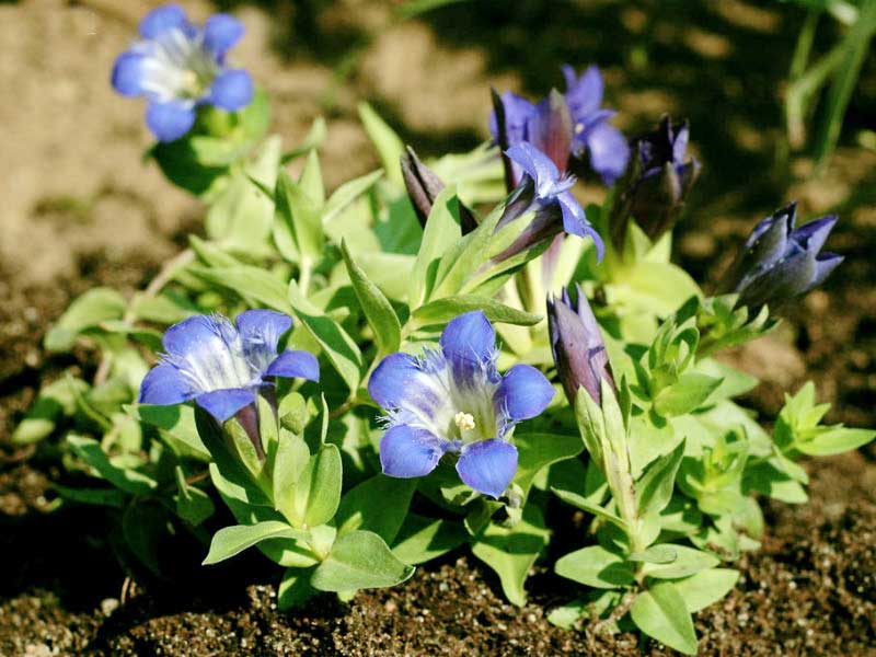 Превью изображения