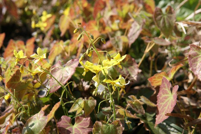 Превью изображения