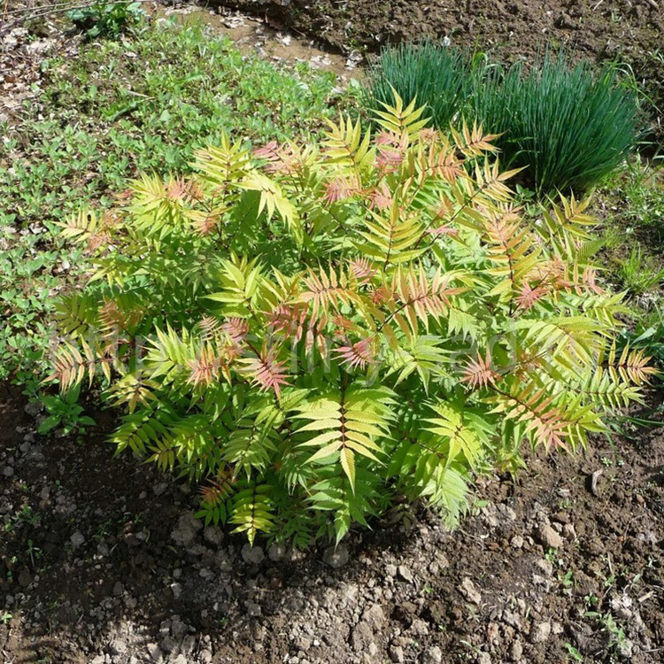 Превью изображения