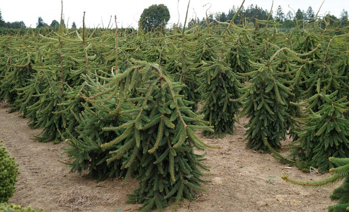 Превью изображения