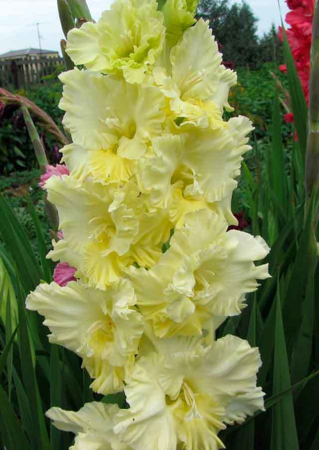 Превью изображения