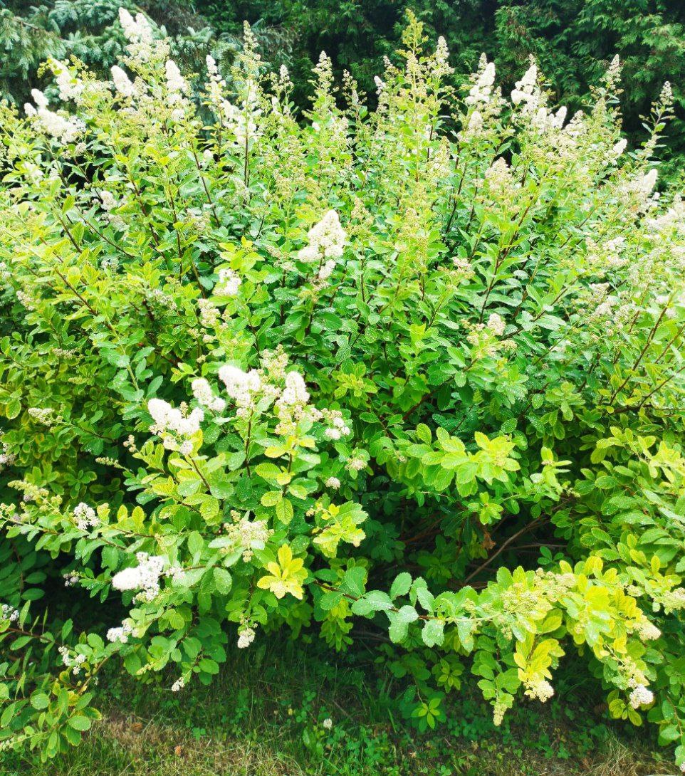 Превью изображения