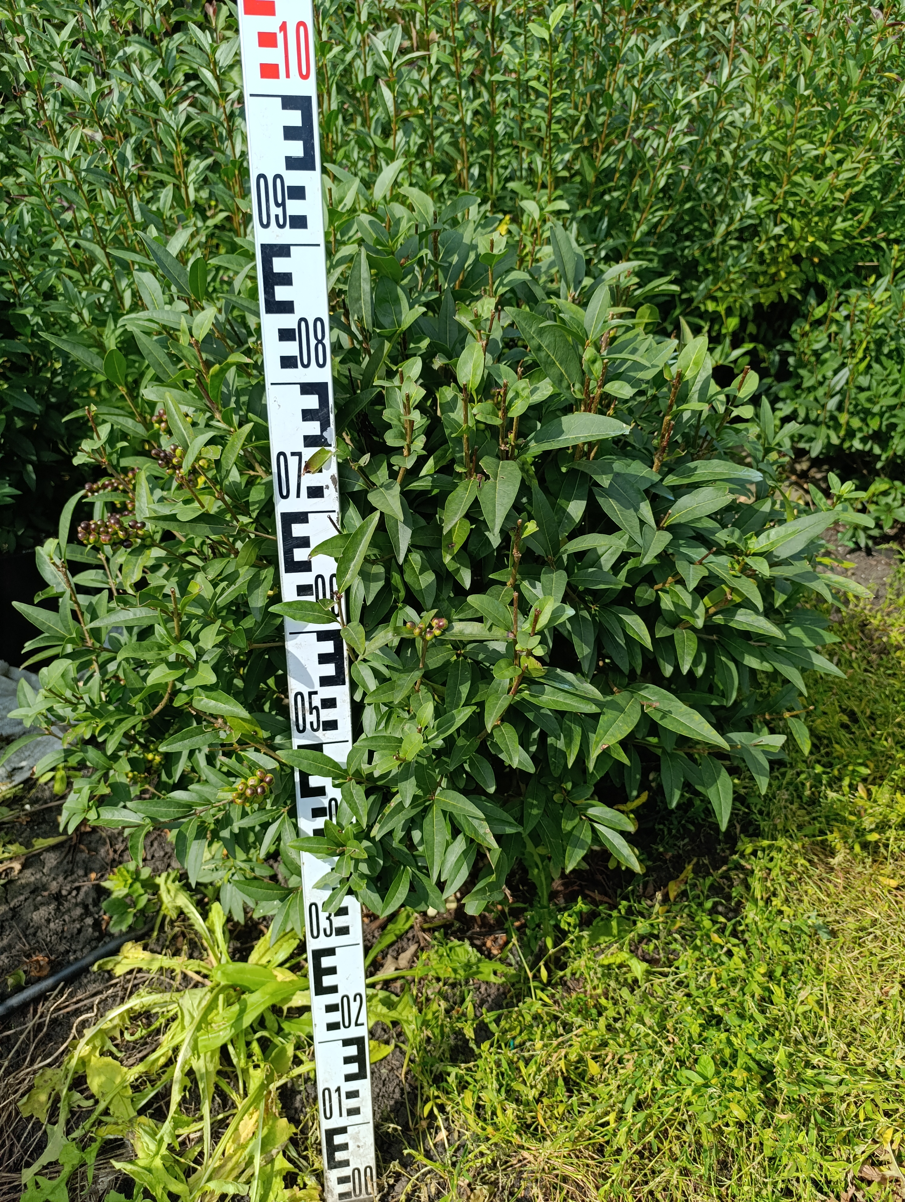 Превью изображения