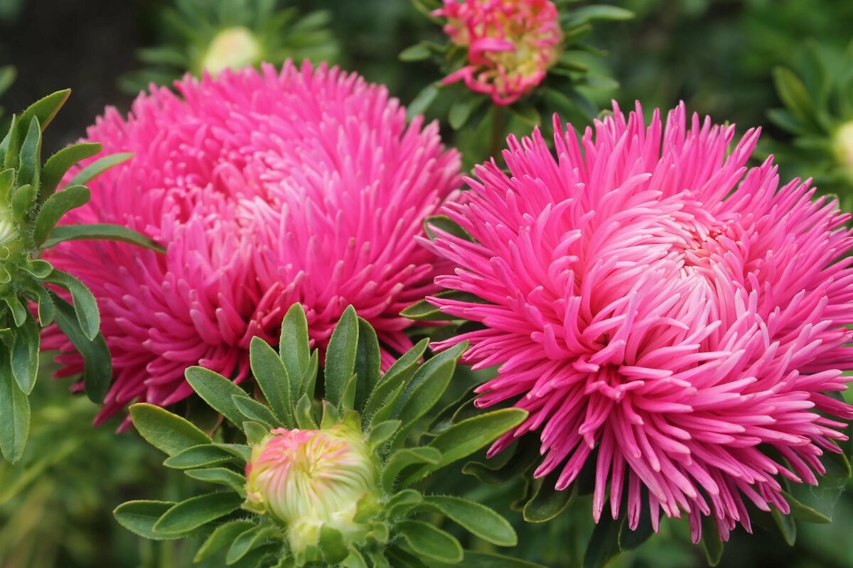 Превью изображения