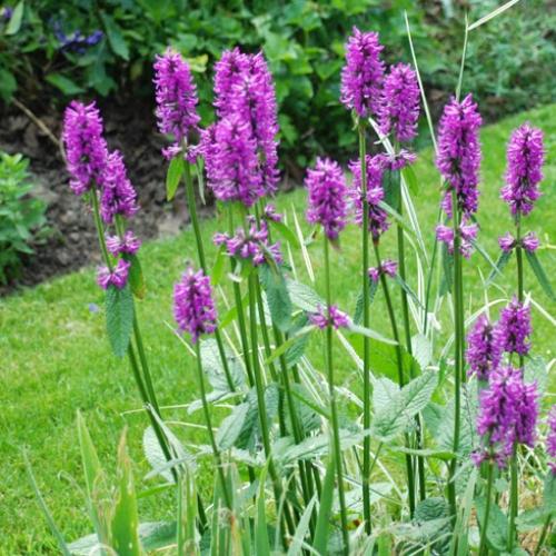 Превью изображения