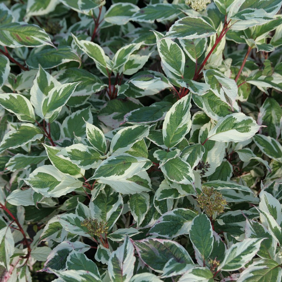 Превью изображения