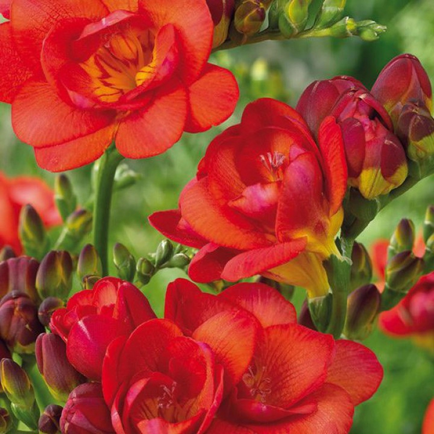 Превью изображения