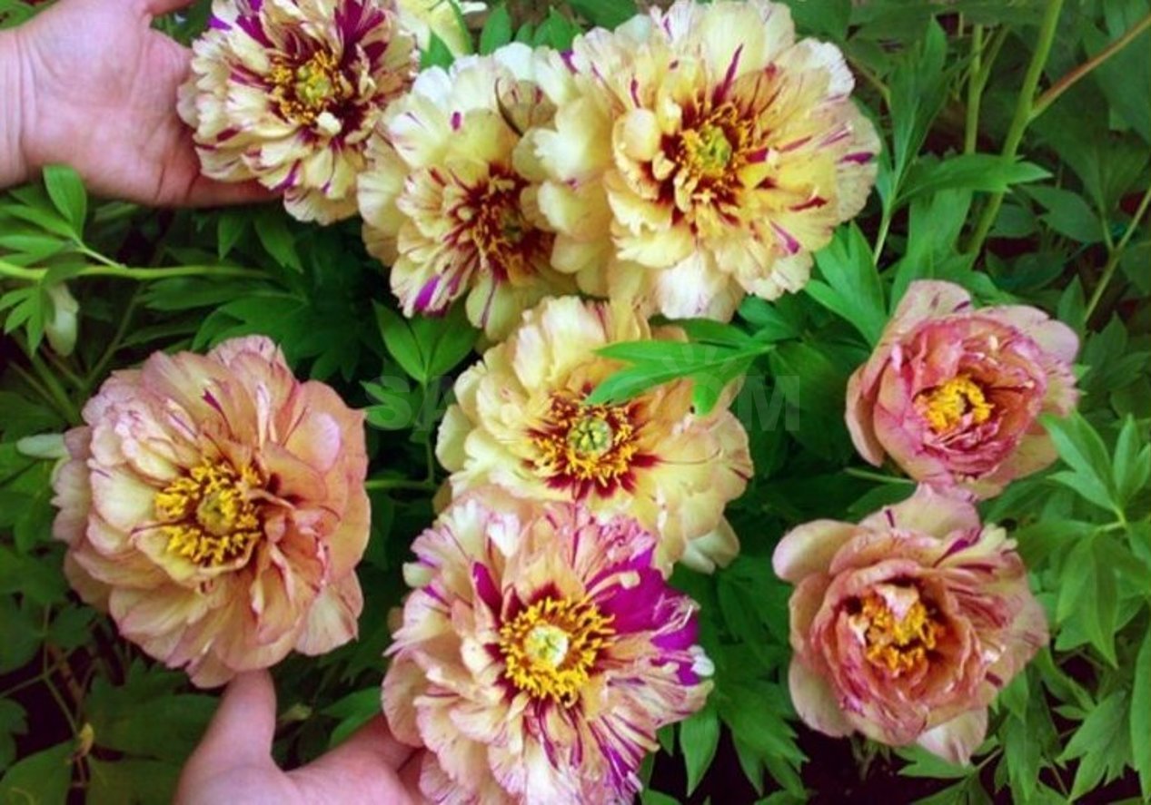 Превью изображения