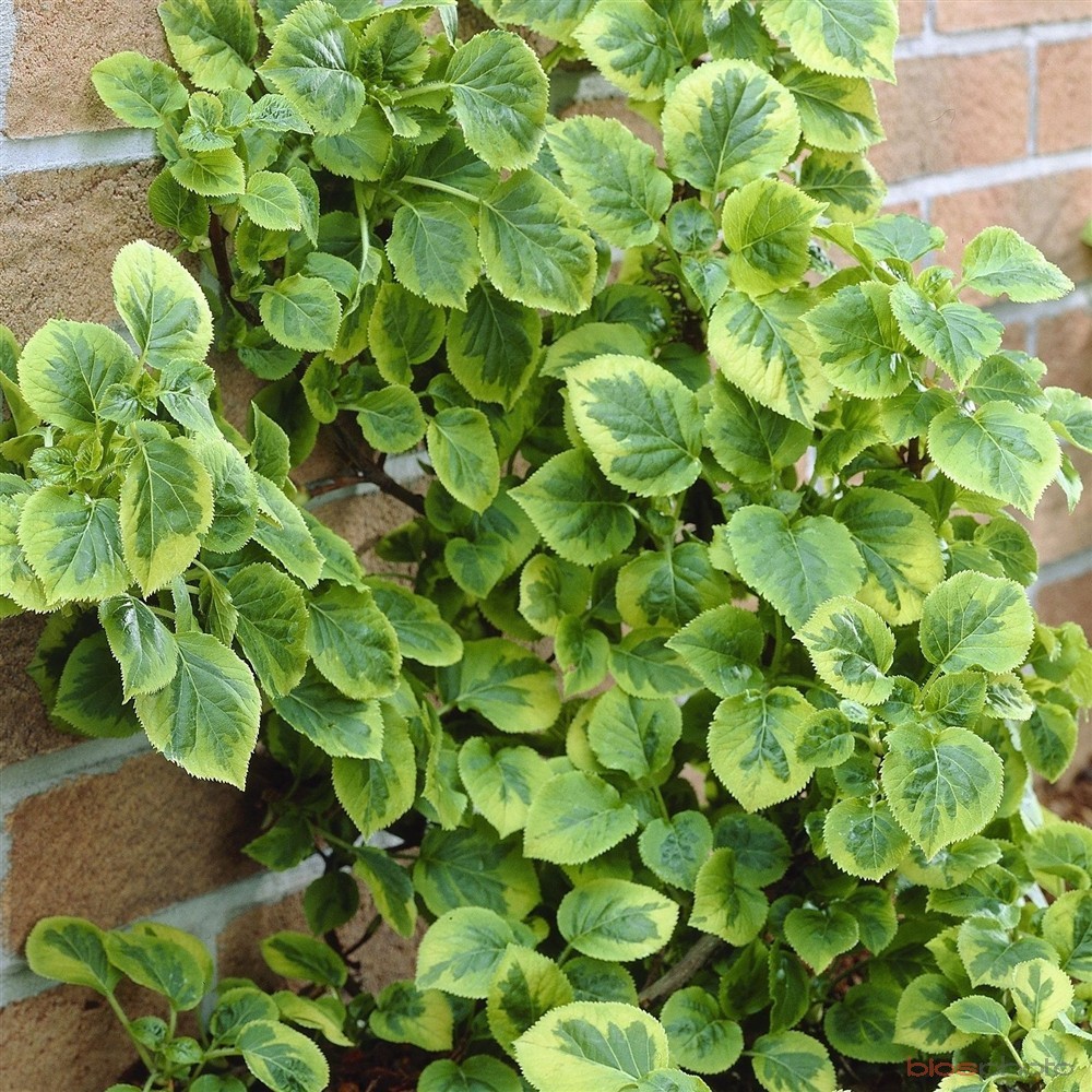 Превью изображения