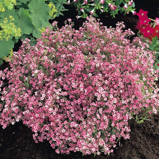 Превью изображения