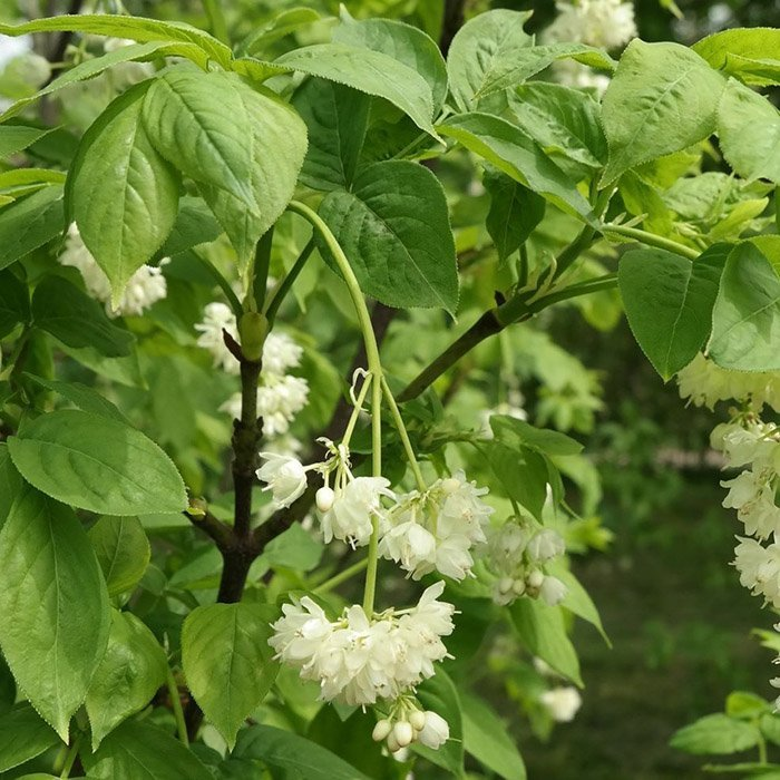 Превью изображения