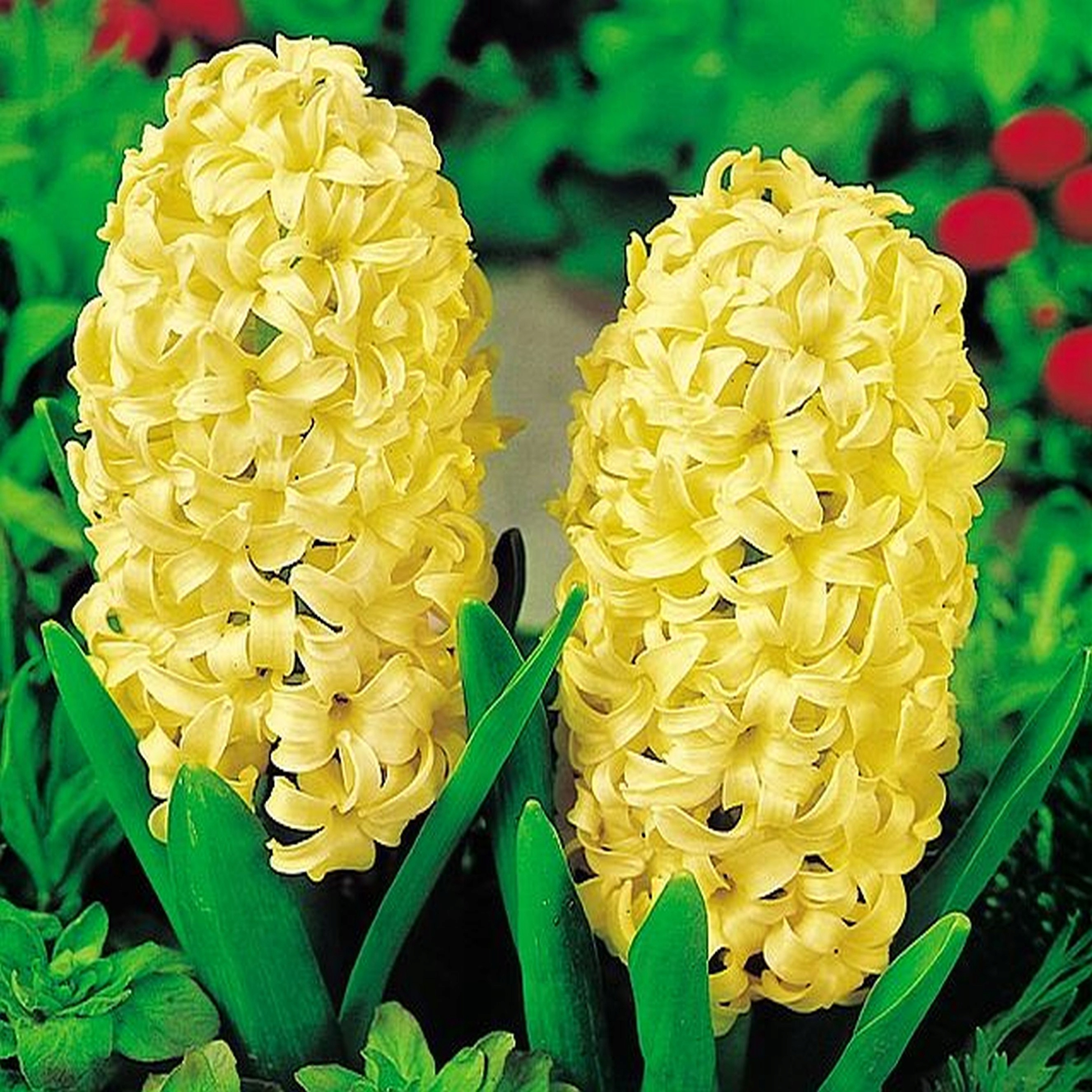 Превью изображения