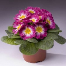 Превью изображения