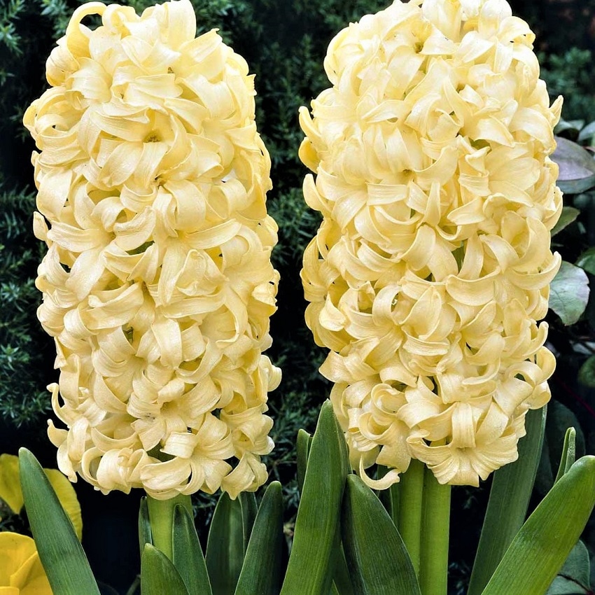 Превью изображения