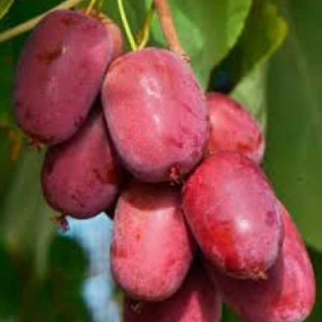 Превью изображения