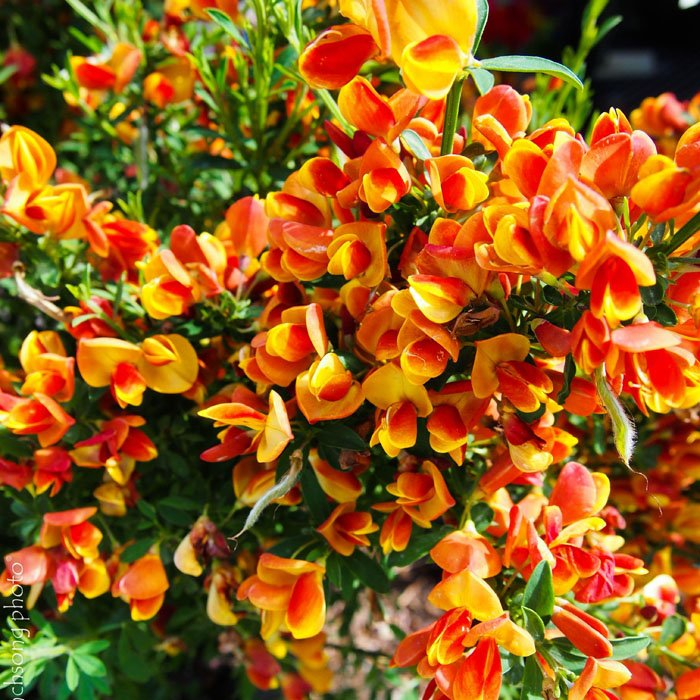 Превью изображения