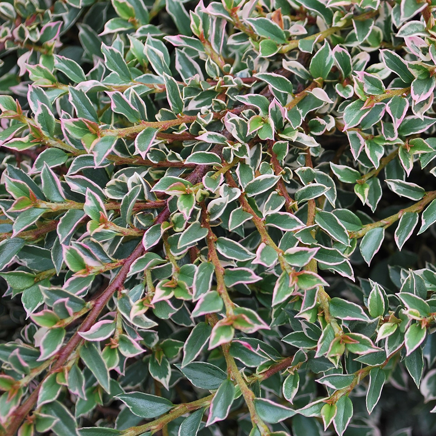 Превью изображения