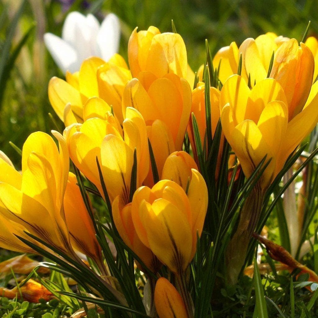 Превью изображения