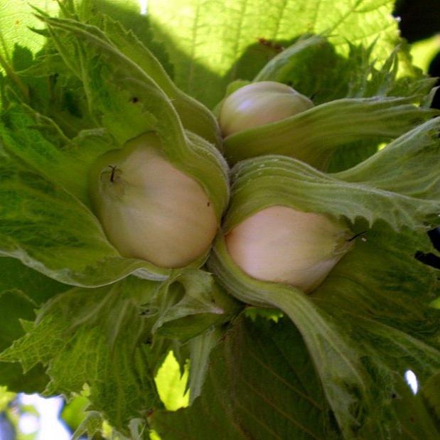 Превью изображения