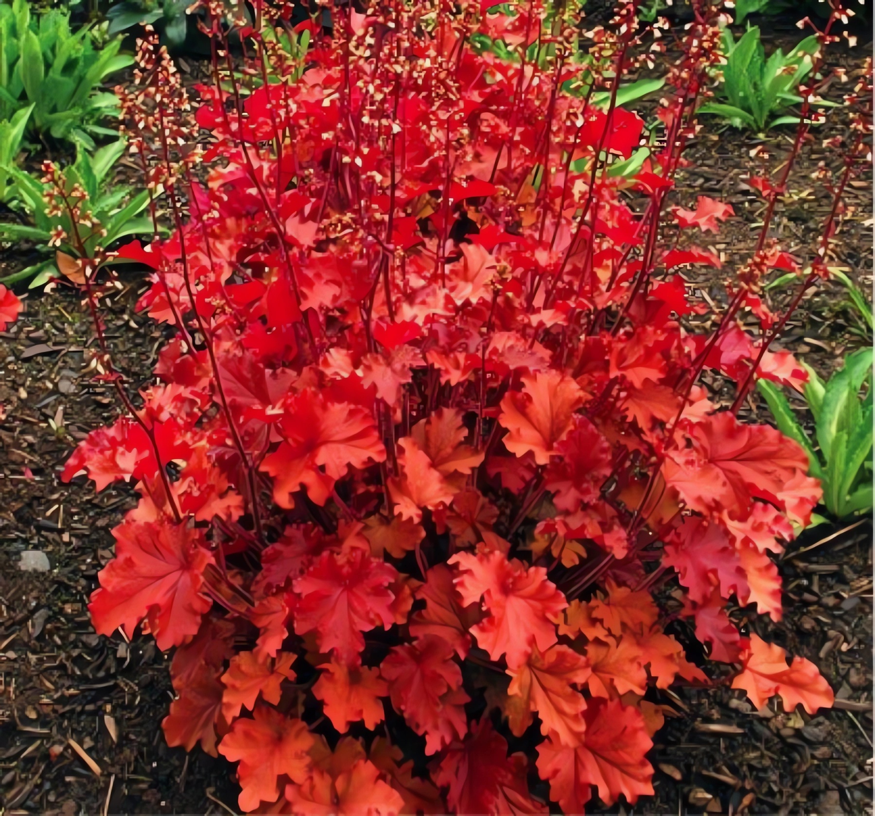 Превью изображения