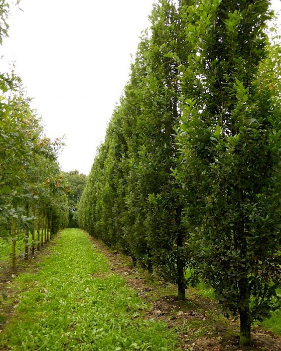 Превью изображения