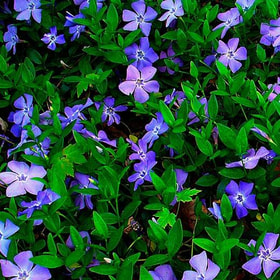 Превью изображения