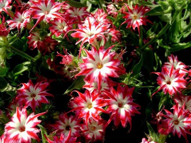 Превью изображения