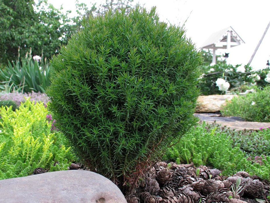 Превью изображения