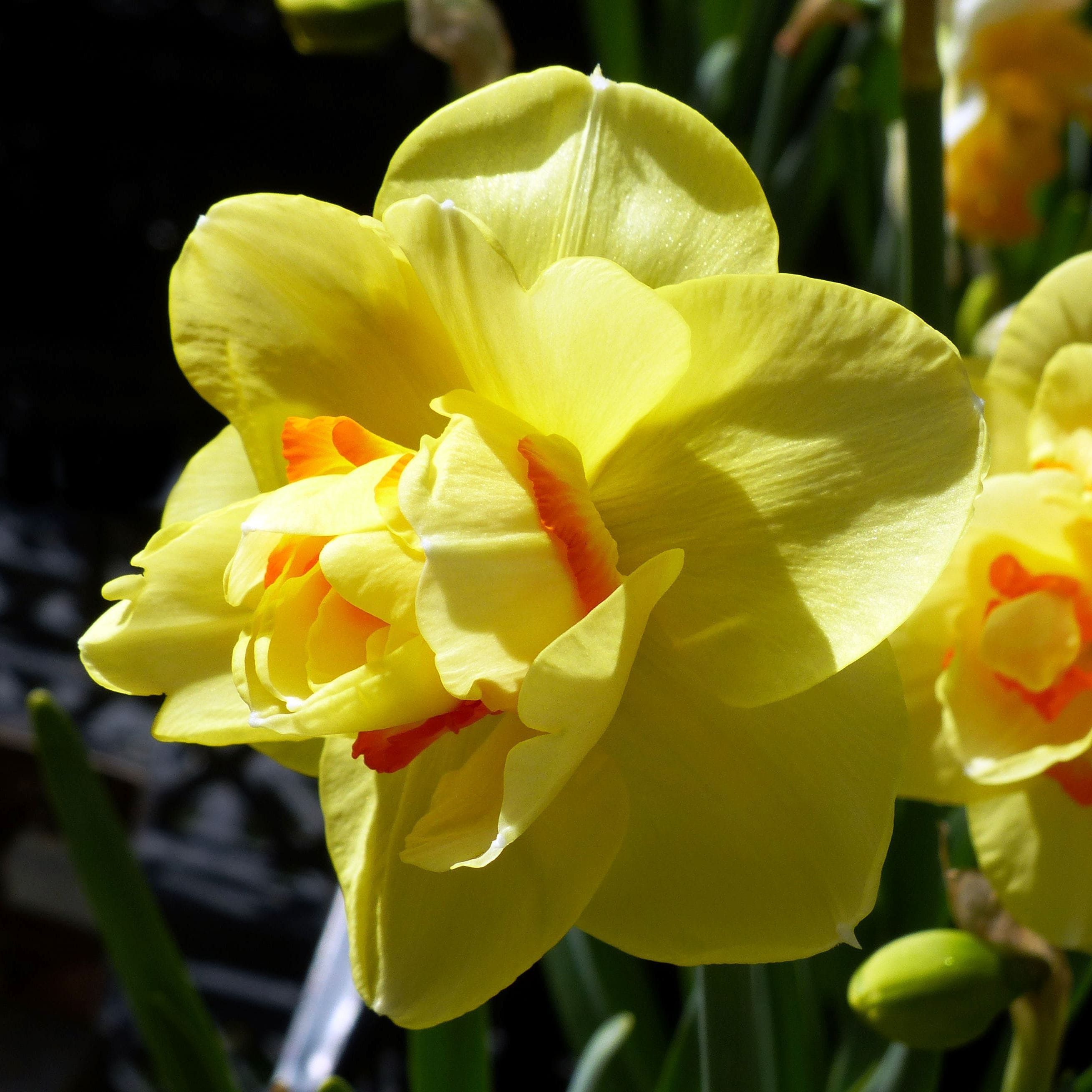 Превью изображения