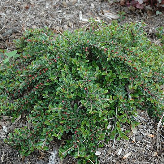 Превью изображения