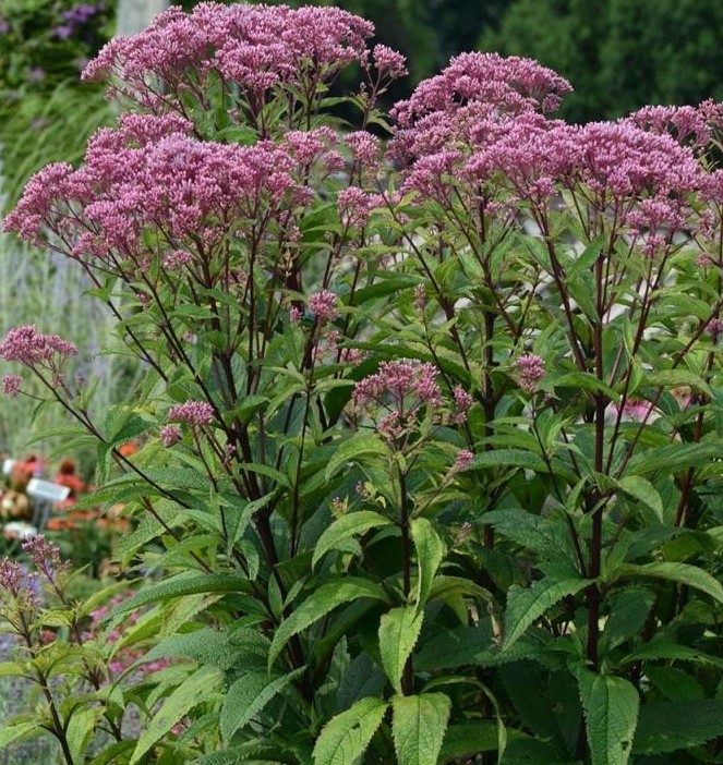 Превью изображения