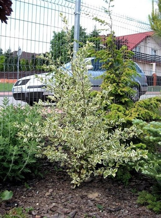 Превью изображения