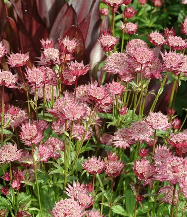 Превью изображения