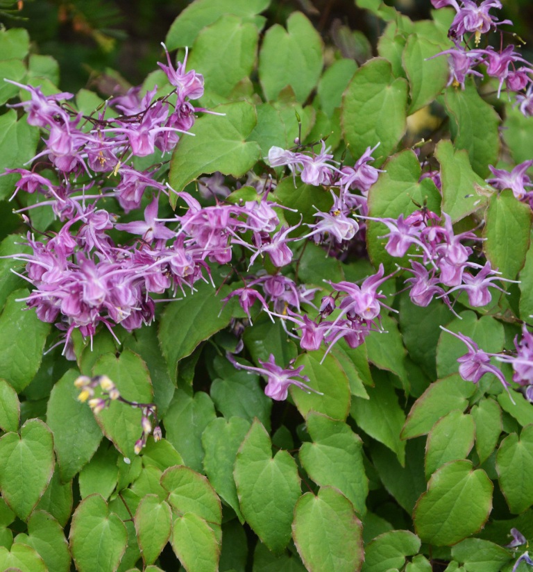 Превью изображения