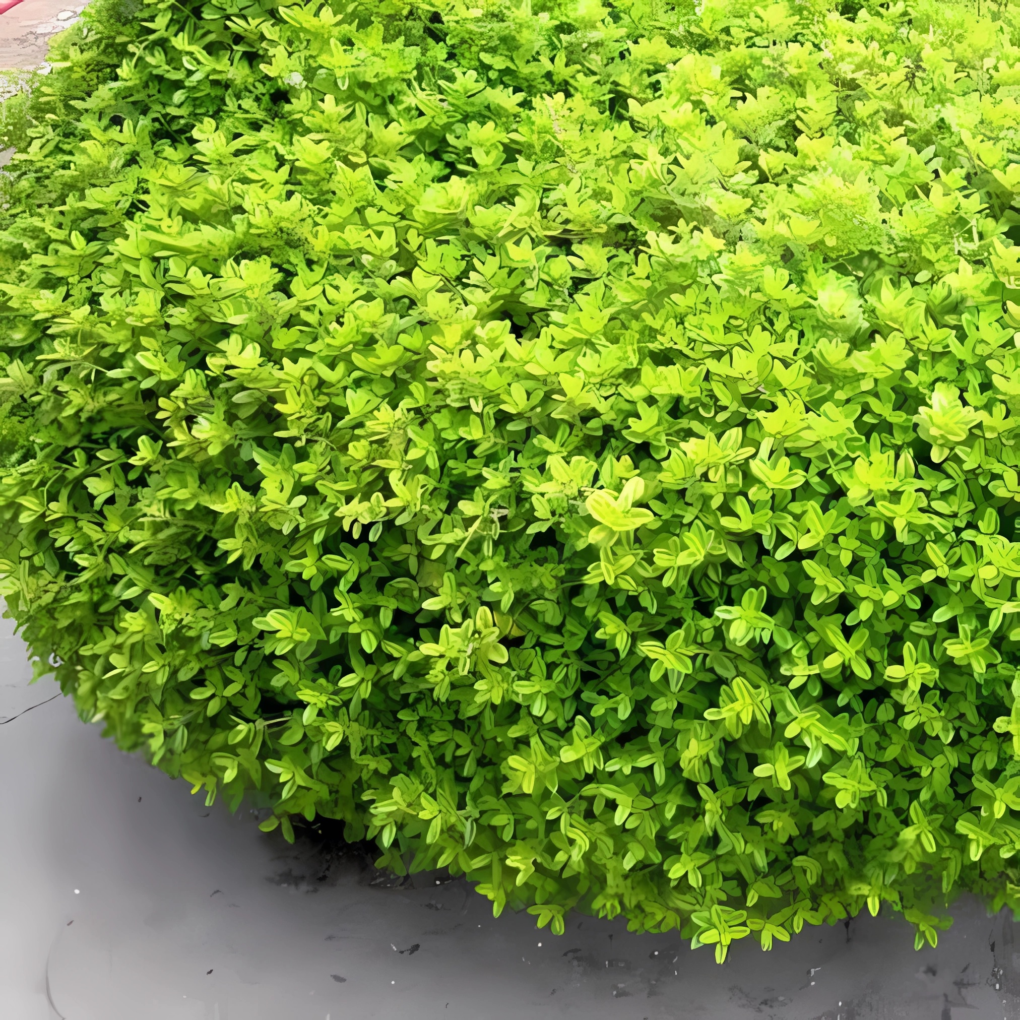 Превью изображения