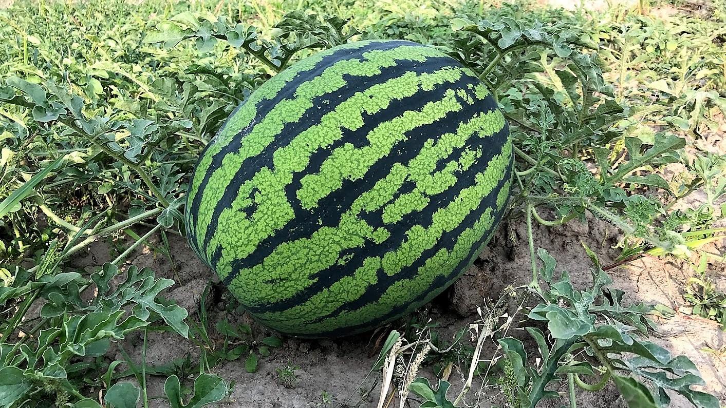 Превью изображения